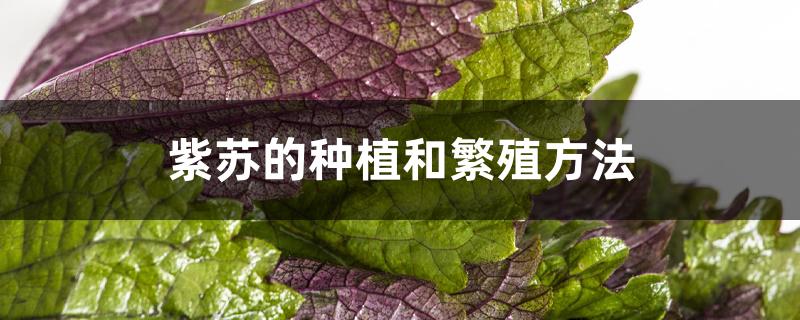 紫苏的种植和繁殖方法 紫苏的种植和繁殖方法