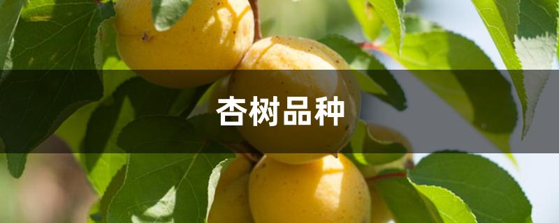 杏树品种 杏树品种