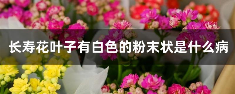 长寿花叶子有白色的粉末状是什么病 长寿花叶子有白色的粉末状是什么病