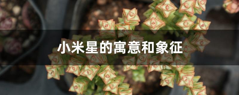 小米星的寓意和象征 小米星的寓意和象征