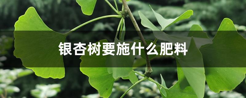 银杏树要施什么肥料 银杏树要施什么肥料