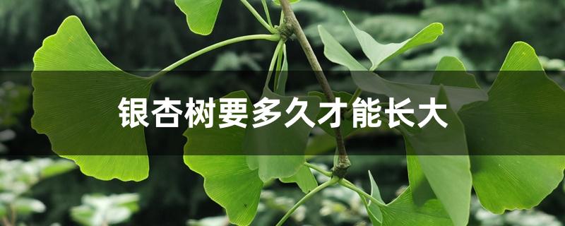 银杏树要多久才能长大 银杏树要多久才能长大