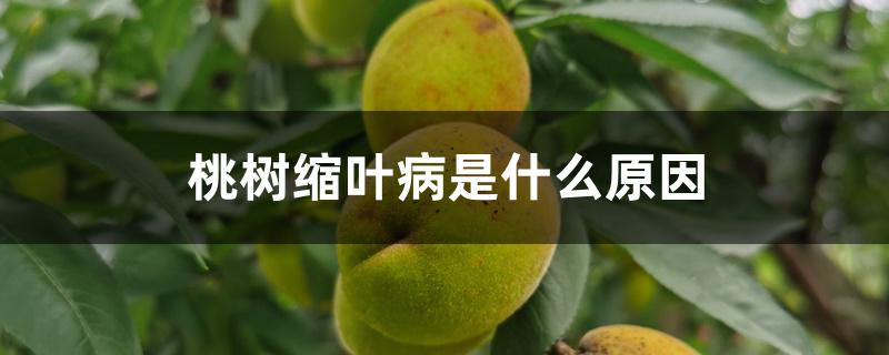 桃树缩叶病是什么原因