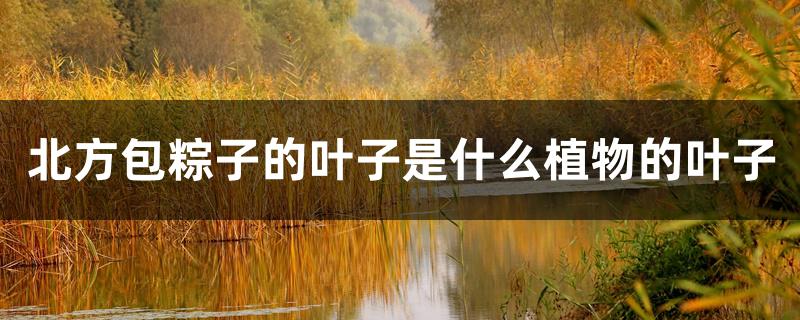 北方包粽子的叶子是什么植物的叶子 北方包粽子的叶子是什么植物的叶子