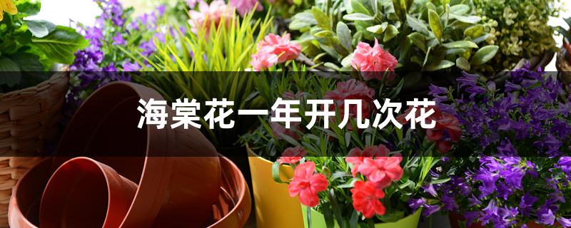 海棠花一年开几次花 海棠花一年开几次花