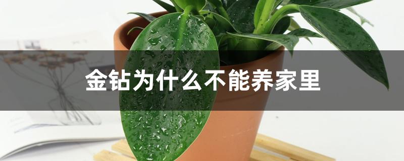 金钻为什么不能养家里 金钻为什么不能养家里