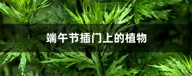 端午节插门上的植物 端午节插门上的植物