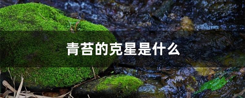 青苔的克星是什么 青苔的克星是什么