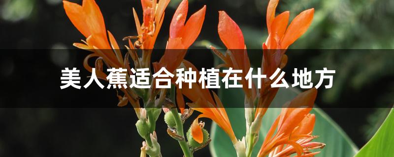美人蕉适合种植在什么地方 美人蕉适合种植在什么地方