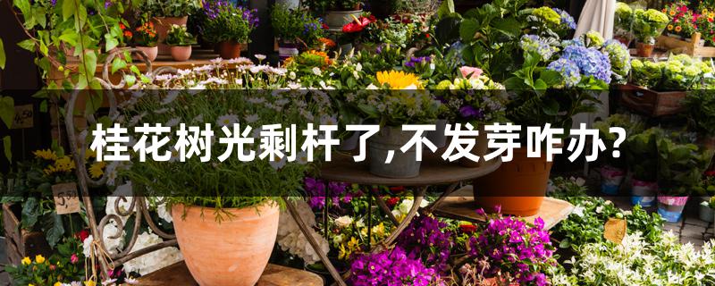 桂花树光剩杆了,不发芽咋办? 桂花树光剩杆了,不发芽咋办?