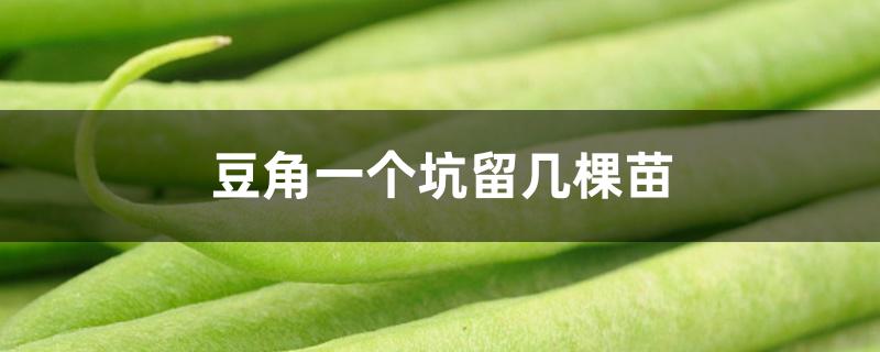 豆角一个坑留几棵苗 豆角一个坑留几棵苗