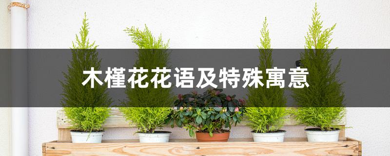 木槿花花语及特殊寓意 木槿花花语及特殊寓意