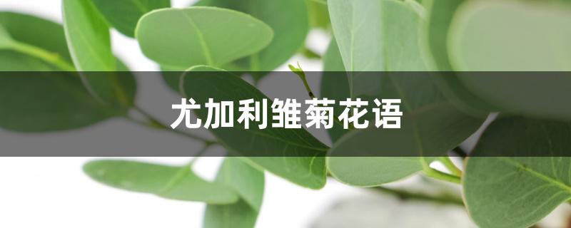 尤加利雏菊花语