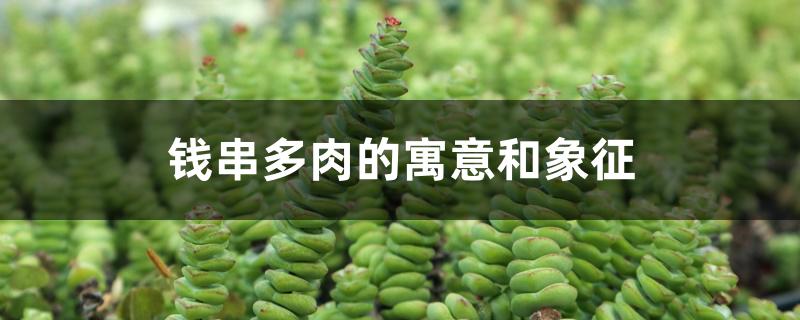 钱串多肉的寓意和象征 钱串多肉的寓意和象征