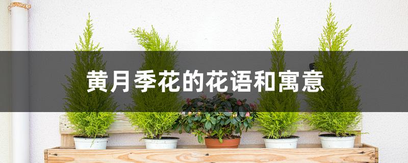 黄月季花的花语和寓意 黄月季花的花语和寓意