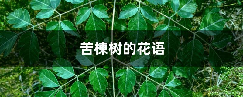 苦楝树的花语 苦楝树的花语
