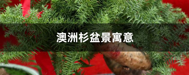 澳洲杉盆景寓意 澳洲杉盆景寓意
