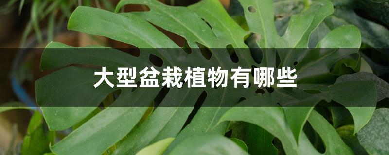 大型盆栽植物有哪些 大型盆栽植物有哪些