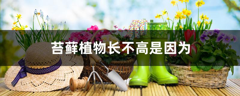 苔藓植物长不高是因为 苔藓植物长不高是因为