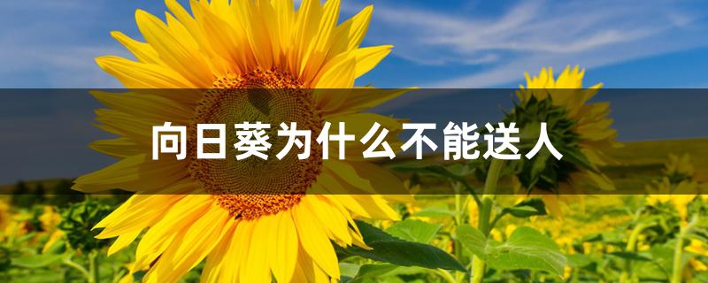 向日葵为什么不能送人 向日葵为什么不能送人