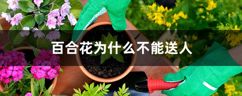 百合花为什么不能送人 百合花为什么不能送人