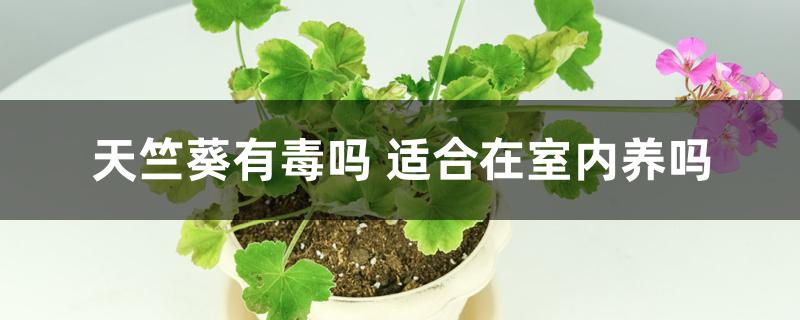 天竺葵有毒吗 适合在室内养吗 天竺葵有毒吗 适合在室内养吗