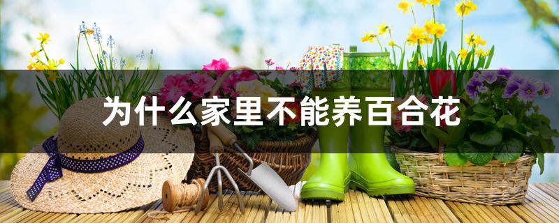 为什么家里不能养百合花 为什么家里不能养百合花