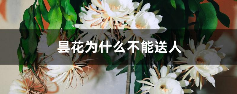 昙花为什么不能送人 昙花为什么不能送人