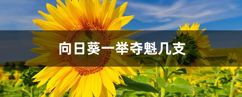 向日葵一举夺魁几支 向日葵一举夺魁几支