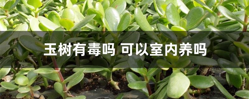 玉树有毒吗 可以室内养吗 玉树有毒吗 可以室内养吗