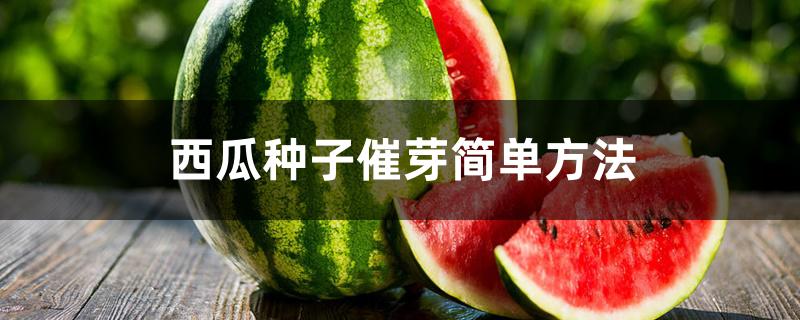 西瓜种子催芽简单方法 西瓜种子催芽简单方法