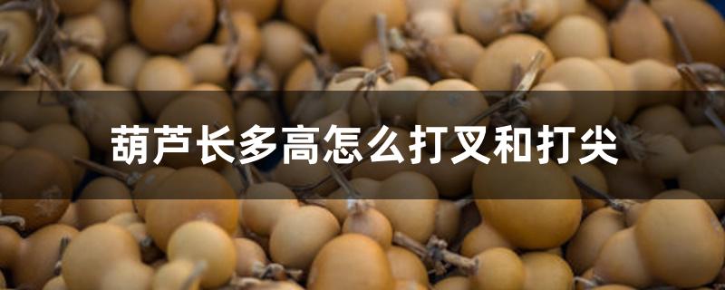 葫芦长多高怎么打叉和打尖 葫芦长多高怎么打叉和打尖