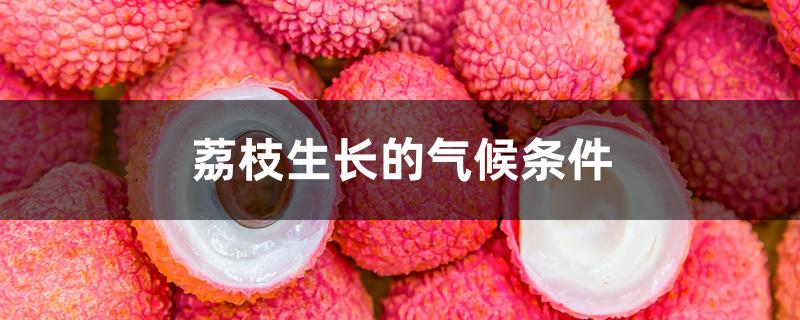 荔枝生长的气候条件 荔枝生长的气候条件