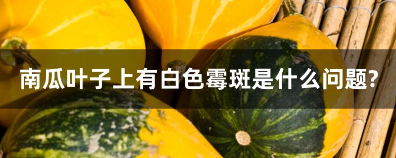 南瓜叶子上有白色霉斑是什么问题? 南瓜叶子上有白色霉斑是什么问题?