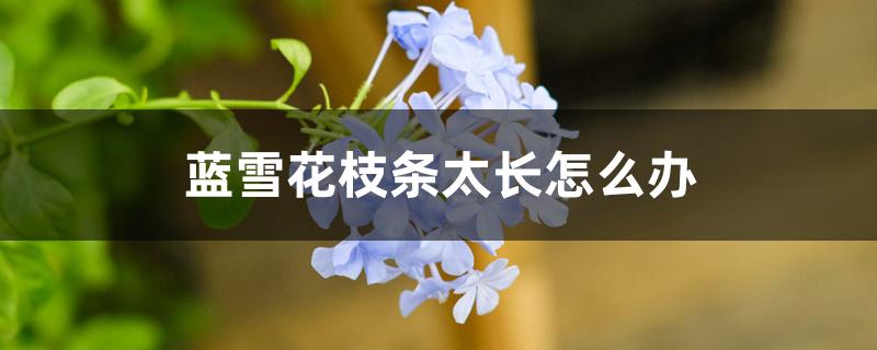 蓝雪花枝条太长怎么办 蓝雪花枝条太长怎么办