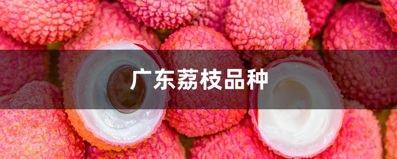 广东荔枝品种 广东荔枝品种