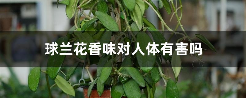球兰花香味对人体有害吗 球兰花香味对人体有害吗