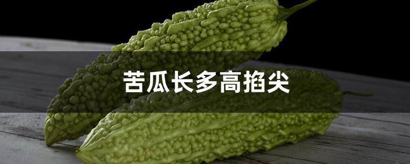 苦瓜长多高掐尖 苦瓜长多高掐尖