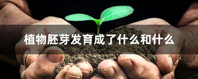 植物胚芽发育成了什么和什么 植物胚芽发育成了什么和什么
