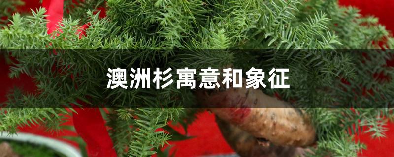 澳洲杉寓意和象征 澳洲杉寓意和象征