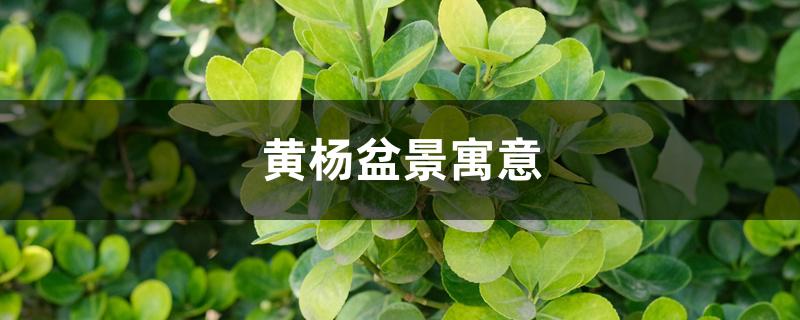 黄杨盆景寓意 黄杨盆景寓意