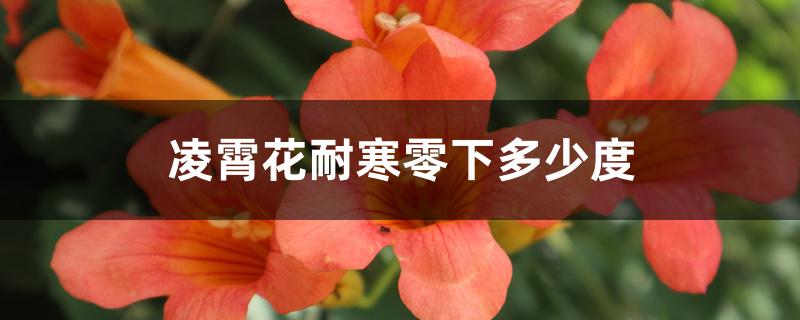 凌霄花耐寒零下多少度