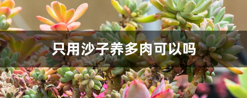 只用沙子养多肉可以吗 只用沙子养多肉可以吗
