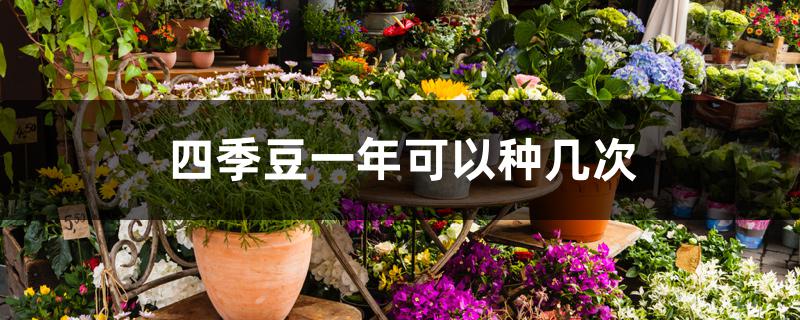四季豆一年可以种几次 四季豆一年可以种几次