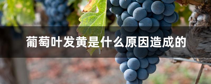葡萄叶发黄是什么原因造成的 葡萄叶发黄是什么原因造成的