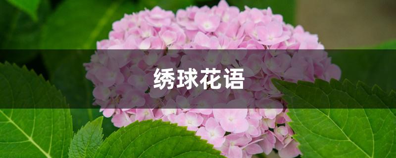绣球花语 绣球花语