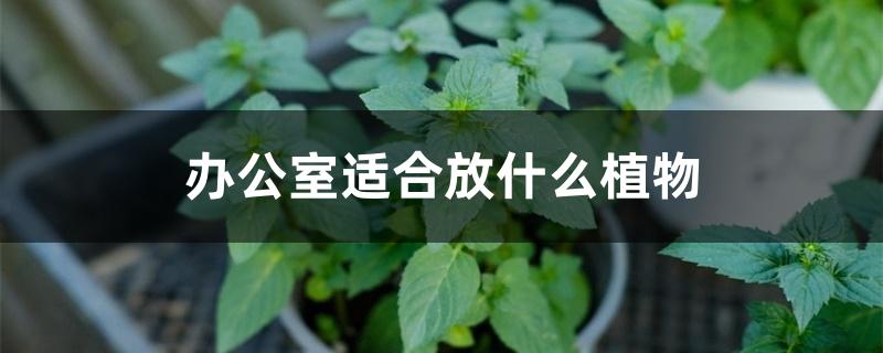 办公室适合放什么植物 办公室适合放什么植物