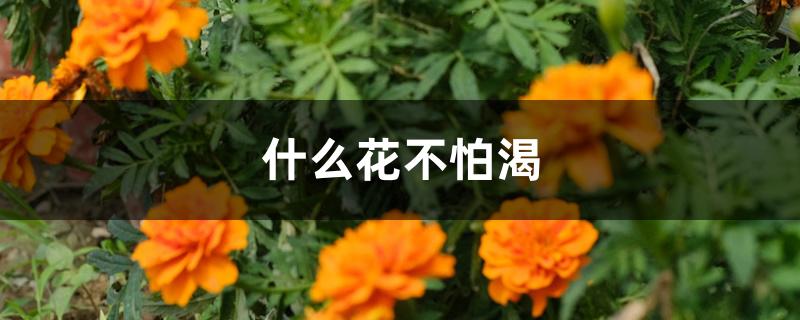 什么花不怕渴 什么花不怕渴