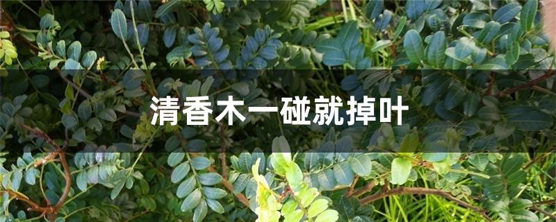 清香木一碰就掉叶 清香木一碰就掉叶