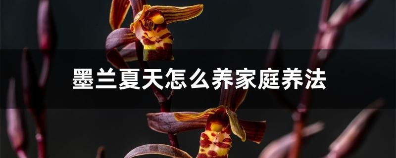 墨兰夏天怎么养家庭养法 墨兰夏天怎么养家庭养法